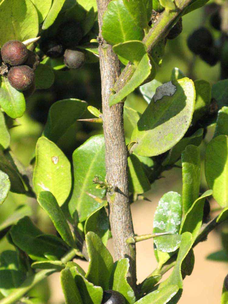              Second - third year twig (Riverside, CA)       